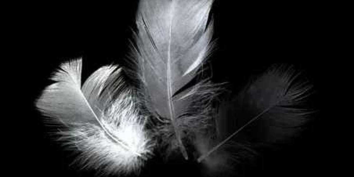 Why Black and White Feather Photography Feels Elegant and Artistic